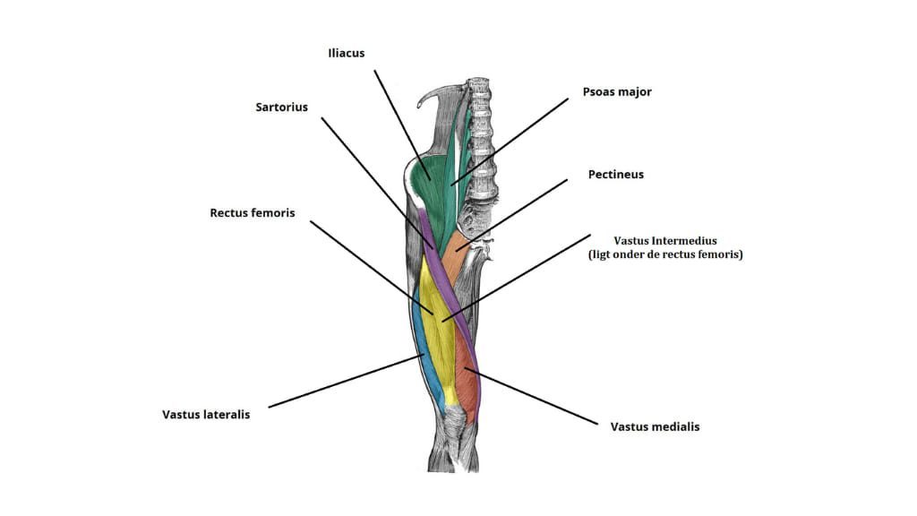 bovenbenen anatomie